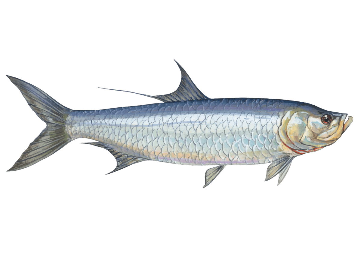 Tarpon